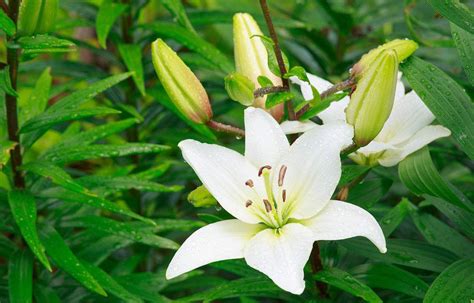 百合花长什么样?