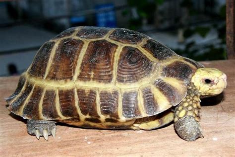 乌龟的长寿有多少天,择偶的标准是怎样的