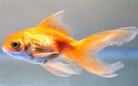 金魚跟熱帶魚區(qū)別，為什么金魚較難飼養(yǎng)