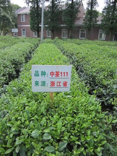 2021中国农业农村重大新技术,中国一共分多少种茶树