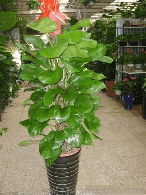 吸甲醛的植物有哪些适合室内种植,室内除甲醛的植物有哪些