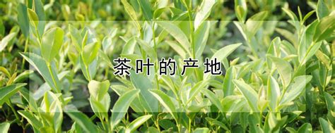 江西省哪些地方产茶叶,小茶叶书写乡村振兴大文章