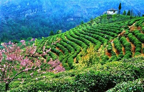 贵州哪里茶叶种的多,雷公山下茶香飘千里