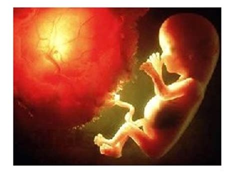 每个孕周胎儿的发育情况