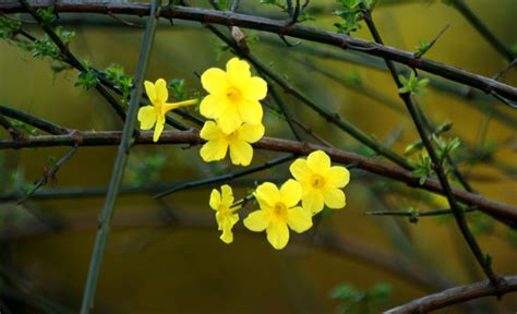 迎春花全集剧情 迎春花剧情介绍