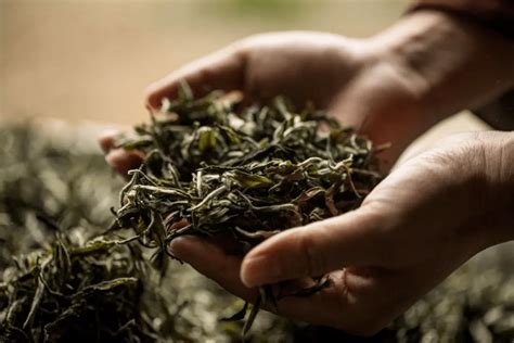 绿茶冷藏保质期有多久,茶叶保质期的5问5答