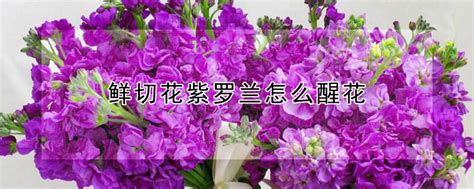 有没有人知道怎么才能种好切花紫罗兰啊?