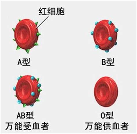 什么血型适合做领导