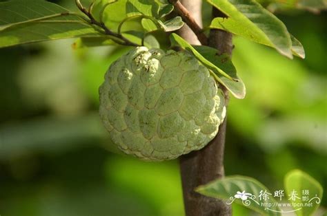 ap番荔枝和刺果番荔枝有什么区别