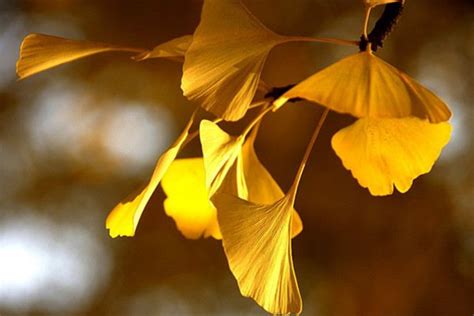 银杏花的诗句大全