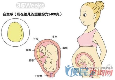孕30周胎儿生长发育
