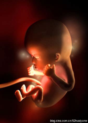 5个月胎儿真实图片
