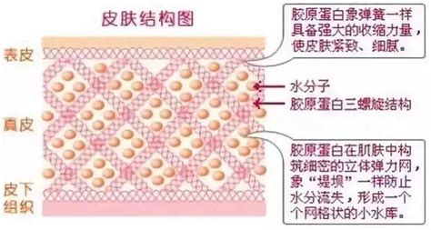 膠原蛋白的原料是什么?從何而來?