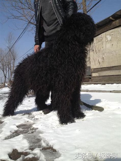 俄罗斯黑梗犬多少钱,俄罗斯都有那些宠物狗