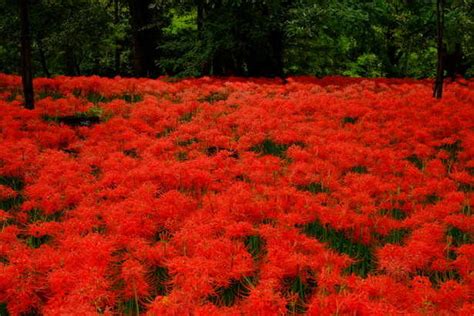 一叶知秋，日本赏枫之东京看红叶