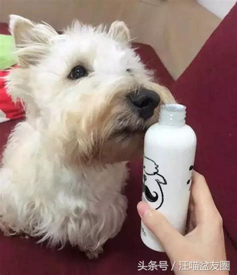 狗狗到底能不能喝酸奶,小狗能喝酸奶多少了