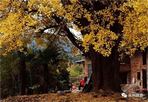 最美的秋天，藏在银杏村……