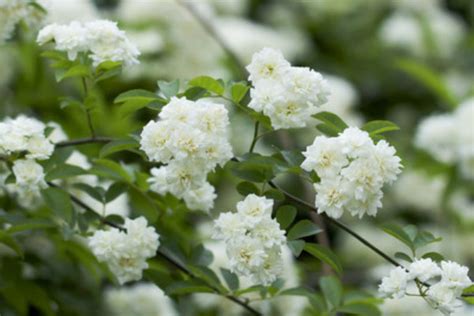 七里香(植物)长什么样子(图片)