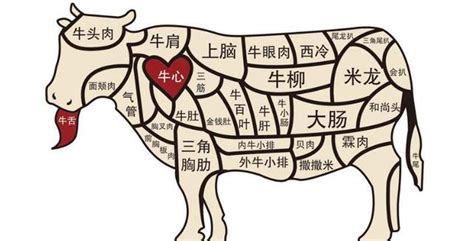 牛板筋是牛什么部位的筋?