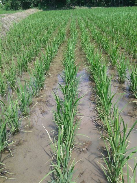 中国有哪些水稻品种,陆稻什么地方有栽培