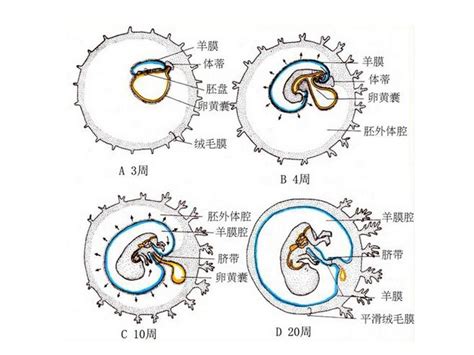 卵黄囊怎么治疗最好