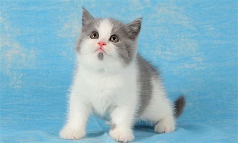 小美短猫多少钱一只,蓝短猫多少钱一只