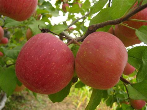 新疆阿克苏苹果上榜,苹果图片水果真实