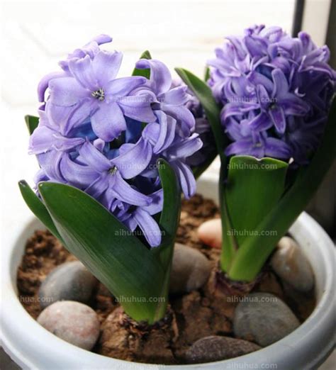 风信子-植物作文400字[共计7篇]