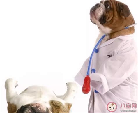 犬细小病毒为什么没有特效药,狗狗为什么会犬细小病毒