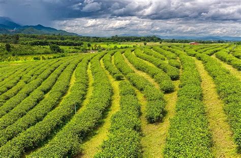 红茶树是什么样子,茶树可以分绿茶树和红茶树