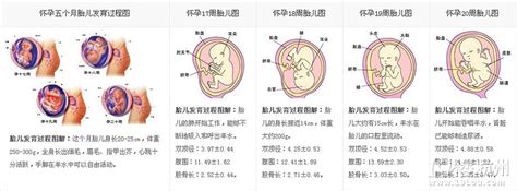 怀孕子宫的变化过程1-40周