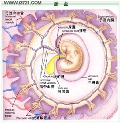 孕38周胎盘成熟度1
