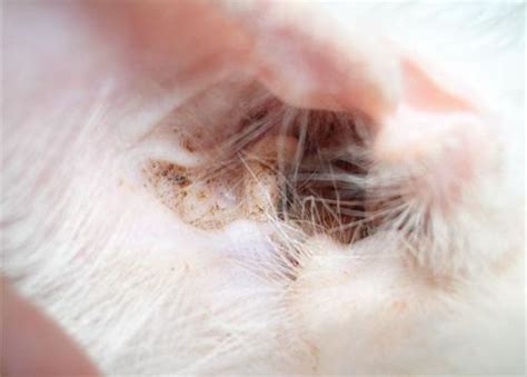 如何辨别猫咪耳螨,猫咪耳朵为什么有真菌