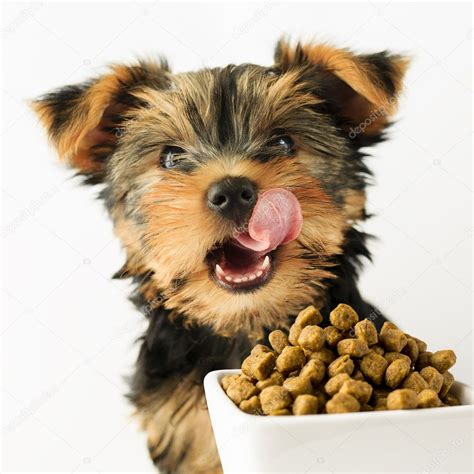 狗子一顿饭要吃多少,狗狗每天吃多少克饭