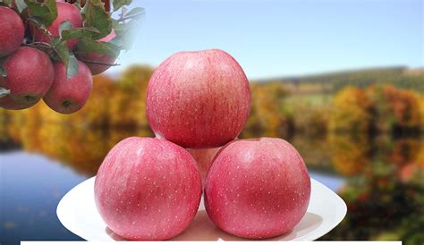 红富士苹果哪个地区产的好吃