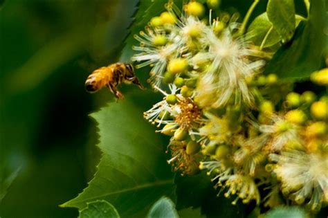 2021年椴树蜂蜜生产情况,早春对东北的椴树花期有什么影响