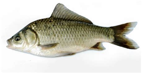 星露谷物语物品代码id是多少,常见淡鱼有多少种