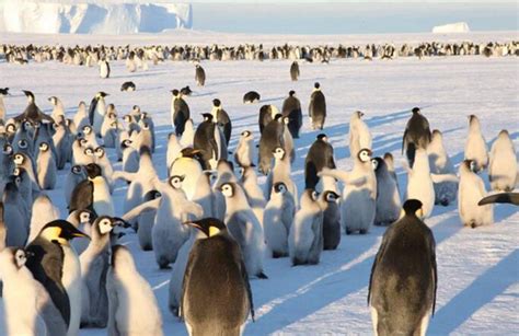 企鹅到北极为什么会死,企鹅能生存吗