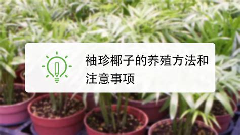 袖珍椰子的养殖方法和注意事项 盆栽袖珍椰子怎么养