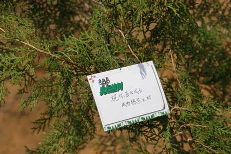 植树节认领卡寄语