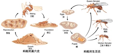 蚂蚁的身体结构