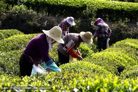 春分时节喜采茶,什么时候茶农采茶