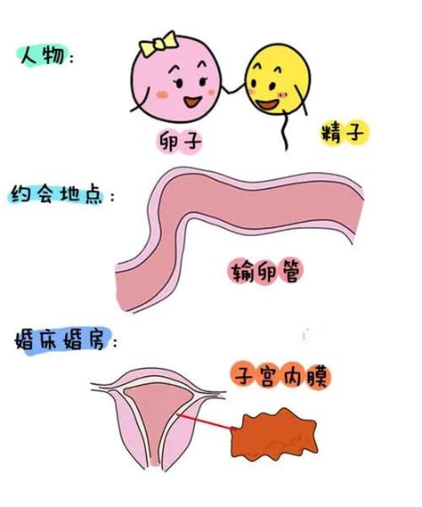 子宫颈怀孕后会增大吗