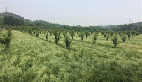 鼠茅草对果树有哪些好处(尤其是对苹果树的) 麻烦详细点,急用,谢谢