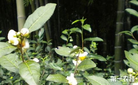 如何防止茶树开花,茶树开花的原因是什么