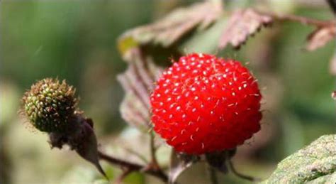 请问下蛇莓做为中药的话怎么吃??是叶子泡来吃呢还是吃果子?如果是叶子是晒干的还是新鲜的?谢谢!