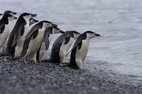 专家教你企鹅步,企鹅自我保护怎么保护