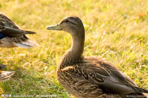 一事无成的鸭子(合集10则)