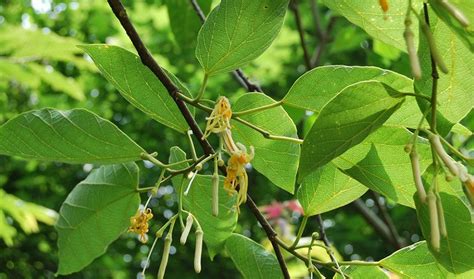 密蒙花是不是白背枫,白背枫能染饭吗?