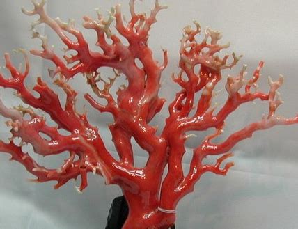 红珊瑚要怎么看,珊瑚手镯怎么挑选